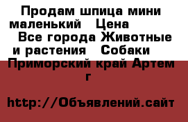 Продам шпица мини маленький › Цена ­ 15 000 - Все города Животные и растения » Собаки   . Приморский край,Артем г.